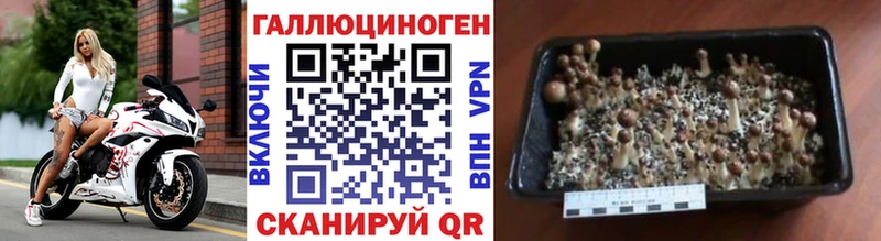 Купить  Среднеуральск  Псилоцибиновые грибы MAGIC MUSHROOMS 